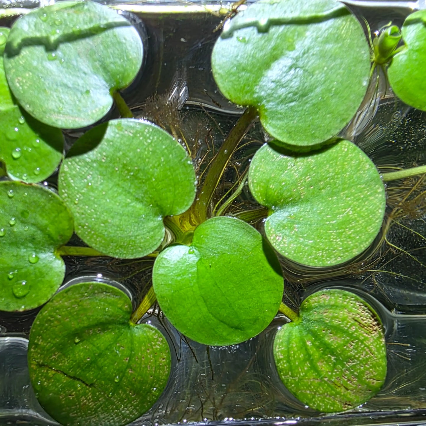 Tofu'S Tanks Frogbit Live Aquarium Floating Plant